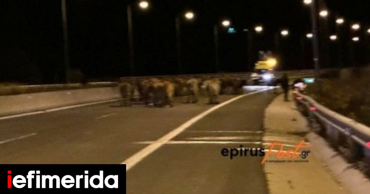 Cattle truck crash – Egnatia road closed to Ioannina [εικόνες & βίντεο]