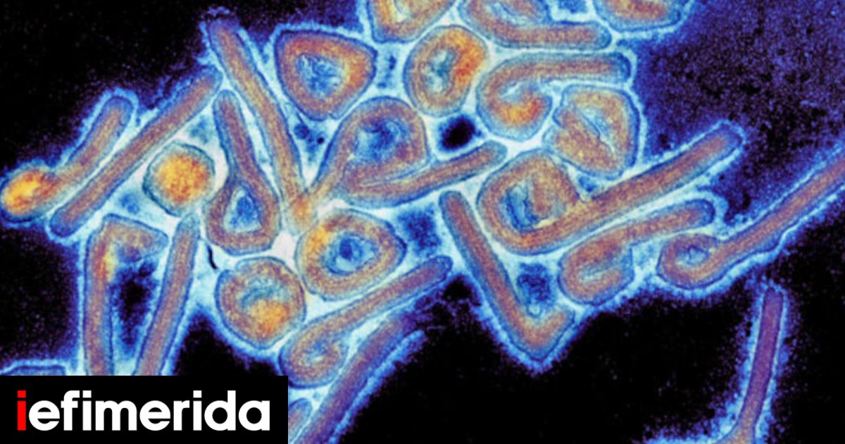 Ισπανία: Συναγερμός για το πρώτο ύποπτο κρούσμα του ιού Μάρμπουργκ - Εξίσου θανατηφόρος με τον Έμπολα - iefimerida.gr
