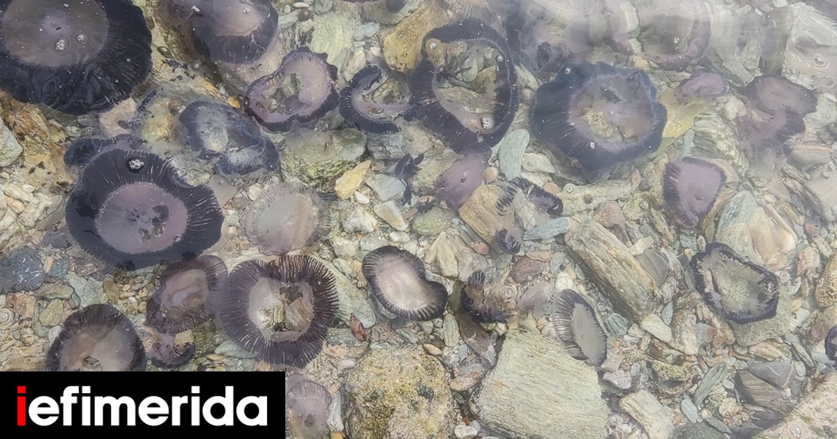 Pagasitikos: the beaches “turned black” – swarms of jellyfish appeared [εικόνες]