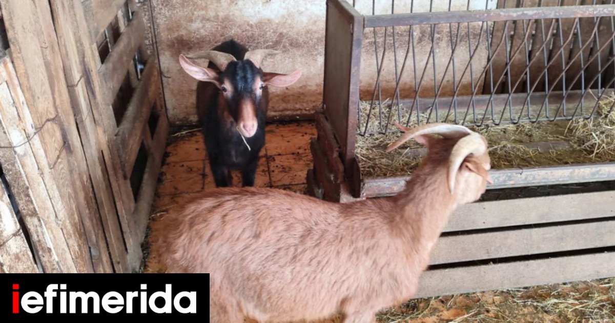 Architect and Property Developer Ran Secret Rooftop Farm With 61 Animals in Central Athens for Five Years