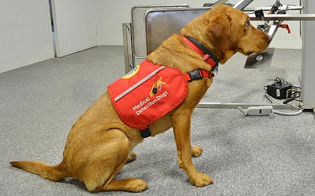 Πώς το σκυλί μου μύρισε τον καρκίνο στο στήθος μου και μου έσωσε τη ζωή [εικόνες] | iefimerida.gr 0