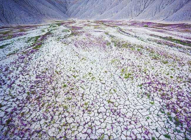 Αυτή η έρημος ανθίζει: Καλύπτεται από αμέτρητα μοβ λουλούδια για μια ημέρα [εικόνες] | iefimerida.gr 6