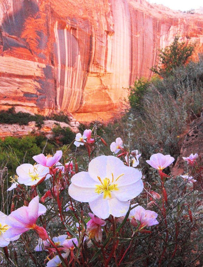 Αυτή η έρημος ανθίζει: Καλύπτεται από αμέτρητα μοβ λουλούδια για μια ημέρα [εικόνες] | iefimerida.gr 1