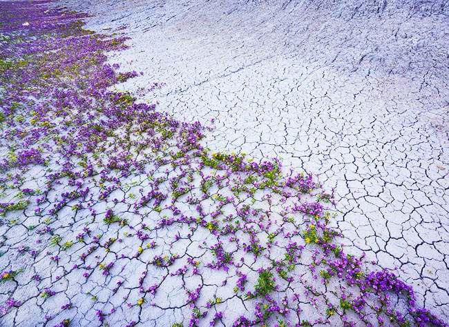 Αυτή η έρημος ανθίζει: Καλύπτεται από αμέτρητα μοβ λουλούδια για μια ημέρα [εικόνες] | iefimerida.gr 0