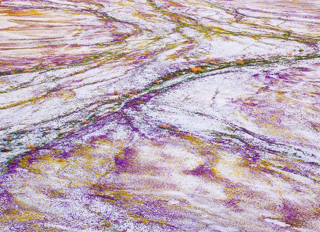 Αυτή η έρημος ανθίζει: Καλύπτεται από αμέτρητα μοβ λουλούδια για μια ημέρα [εικόνες] | iefimerida.gr 2