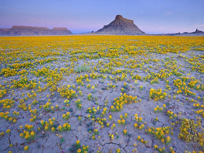 Αυτή η έρημος ανθίζει: Καλύπτεται από αμέτρητα μοβ λουλούδια για μια ημέρα [εικόνες] | iefimerida.gr 3