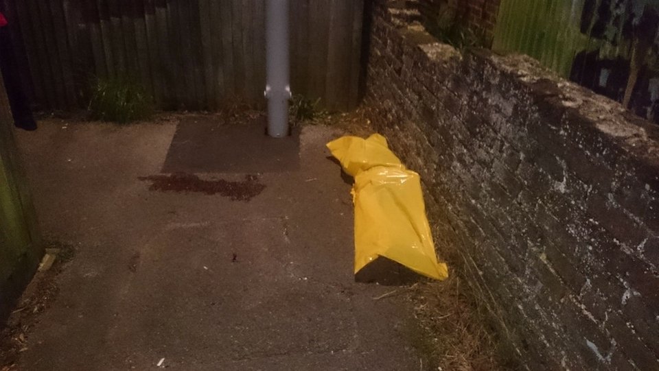 Δελφίνι πέθανε λόγω... σεξ -Πώς συνέβη  [εικόνες] | iefimerida.gr 0