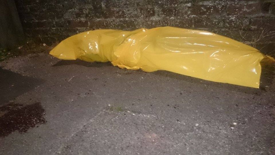 Δελφίνι πέθανε λόγω... σεξ -Πώς συνέβη  [εικόνες] | iefimerida.gr 1