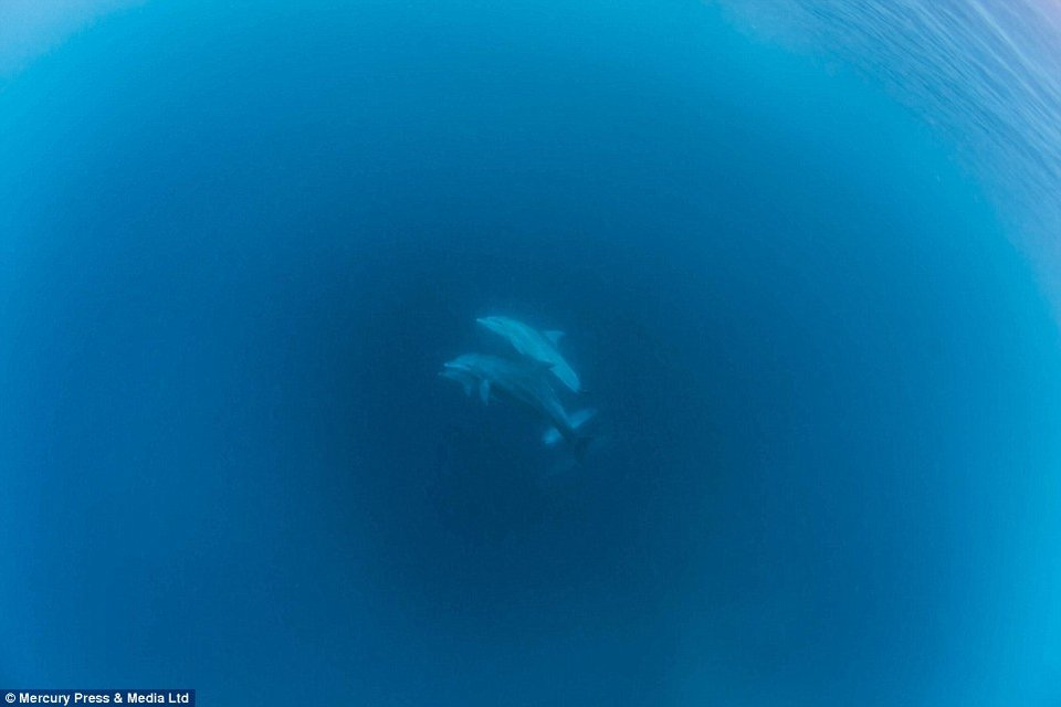 Το πιο παράξενο ξενοδοχείο του κόσμου: Βρίσκεται μέσα στον Ινδικό ωκεανό με θέα τα... ψάρια [εικόνες] | iefimerida.gr 4