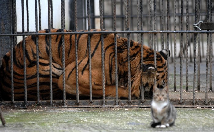 Πρωτόγνωρες εικόνες -Η τεράστια επιχείρηση μεταφοράς του καταθλιπτικού τίγρη Φοίβου των Τρικάλων στις ΗΠΑ για νοσηλεία [εικόνες] | iefimerida.gr 2