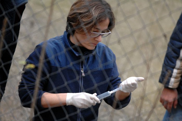 Πρωτόγνωρες εικόνες -Η τεράστια επιχείρηση μεταφοράς του καταθλιπτικού τίγρη Φοίβου των Τρικάλων στις ΗΠΑ για νοσηλεία [εικόνες] | iefimerida.gr 0