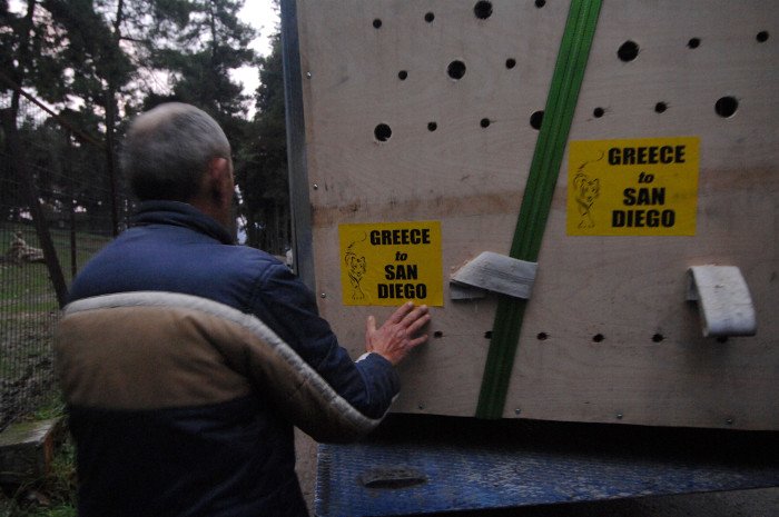 Πρωτόγνωρες εικόνες -Η τεράστια επιχείρηση μεταφοράς του καταθλιπτικού τίγρη Φοίβου των Τρικάλων στις ΗΠΑ για νοσηλεία [εικόνες] | iefimerida.gr 12