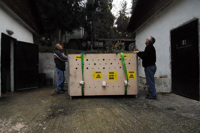 Πρωτόγνωρες εικόνες -Η τεράστια επιχείρηση μεταφοράς του καταθλιπτικού τίγρη Φοίβου των Τρικάλων στις ΗΠΑ για νοσηλεία [εικόνες] | iefimerida.gr 14