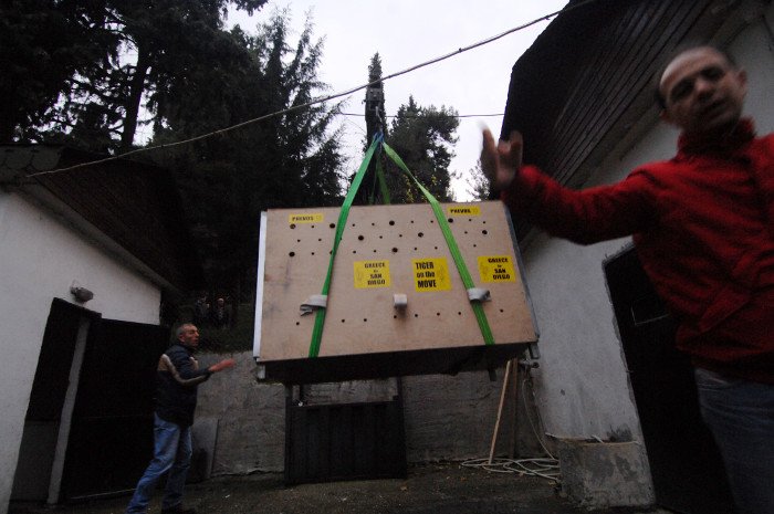 Πρωτόγνωρες εικόνες -Η τεράστια επιχείρηση μεταφοράς του καταθλιπτικού τίγρη Φοίβου των Τρικάλων στις ΗΠΑ για νοσηλεία [εικόνες] | iefimerida.gr 15