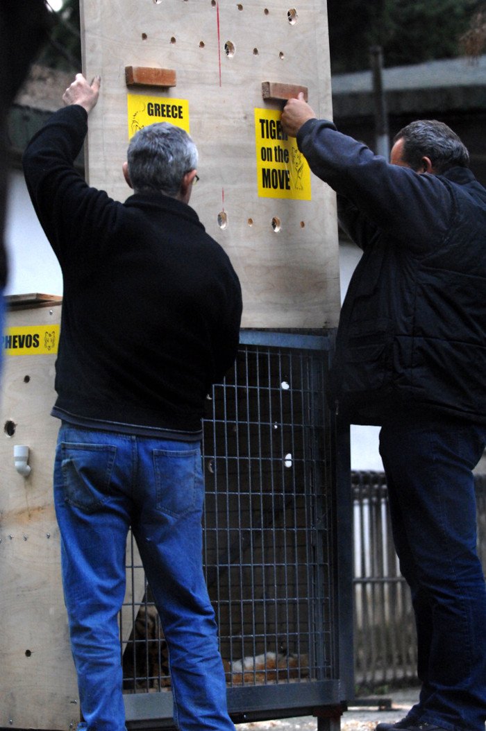 Πρωτόγνωρες εικόνες -Η τεράστια επιχείρηση μεταφοράς του καταθλιπτικού τίγρη Φοίβου των Τρικάλων στις ΗΠΑ για νοσηλεία [εικόνες] | iefimerida.gr 9