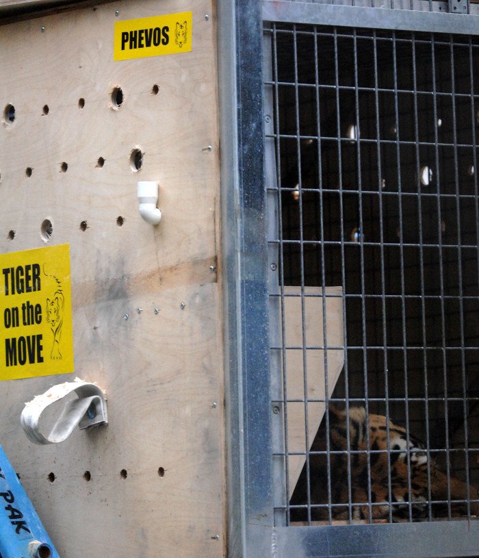 Πρωτόγνωρες εικόνες -Η τεράστια επιχείρηση μεταφοράς του καταθλιπτικού τίγρη Φοίβου των Τρικάλων στις ΗΠΑ για νοσηλεία [εικόνες] | iefimerida.gr 3