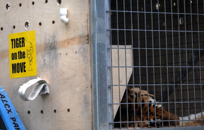 Πρωτόγνωρες εικόνες -Η τεράστια επιχείρηση μεταφοράς του καταθλιπτικού τίγρη Φοίβου των Τρικάλων στις ΗΠΑ για νοσηλεία [εικόνες] | iefimerida.gr 4