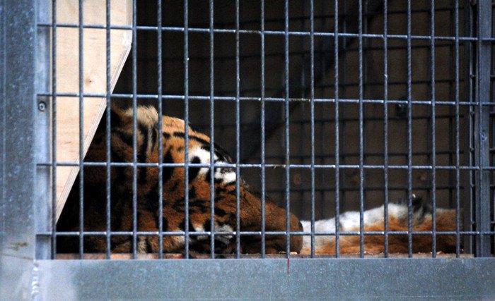 Πρωτόγνωρες εικόνες -Η τεράστια επιχείρηση μεταφοράς του καταθλιπτικού τίγρη Φοίβου των Τρικάλων στις ΗΠΑ για νοσηλεία [εικόνες] | iefimerida.gr 5