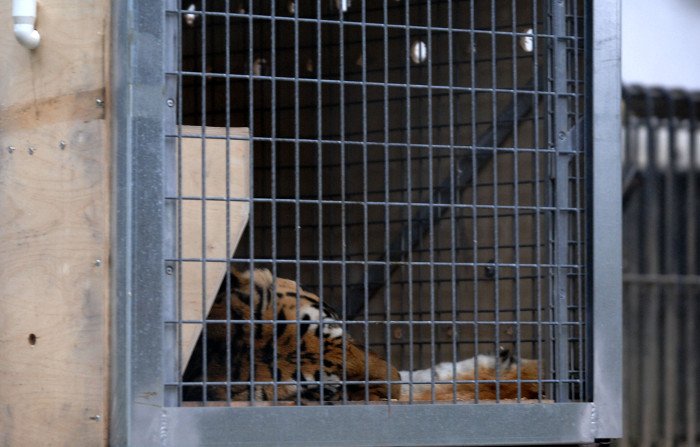 Πρωτόγνωρες εικόνες -Η τεράστια επιχείρηση μεταφοράς του καταθλιπτικού τίγρη Φοίβου των Τρικάλων στις ΗΠΑ για νοσηλεία [εικόνες] | iefimerida.gr 6