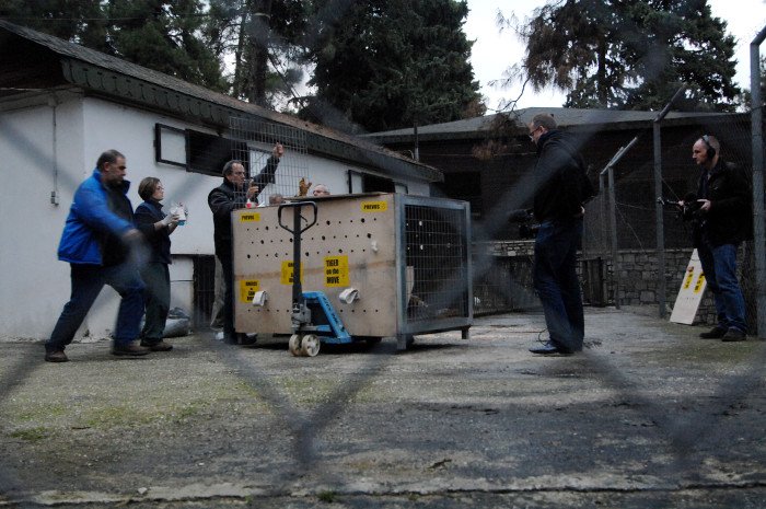 Πρωτόγνωρες εικόνες -Η τεράστια επιχείρηση μεταφοράς του καταθλιπτικού τίγρη Φοίβου των Τρικάλων στις ΗΠΑ για νοσηλεία [εικόνες] | iefimerida.gr 11