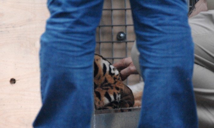 Πρωτόγνωρες εικόνες -Η τεράστια επιχείρηση μεταφοράς του καταθλιπτικού τίγρη Φοίβου των Τρικάλων στις ΗΠΑ για νοσηλεία [εικόνες] | iefimerida.gr 10