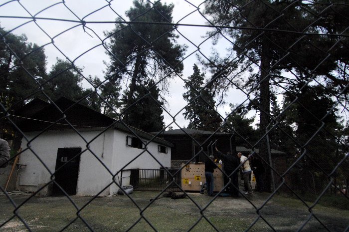 Πρωτόγνωρες εικόνες -Η τεράστια επιχείρηση μεταφοράς του καταθλιπτικού τίγρη Φοίβου των Τρικάλων στις ΗΠΑ για νοσηλεία [εικόνες] | iefimerida.gr 18