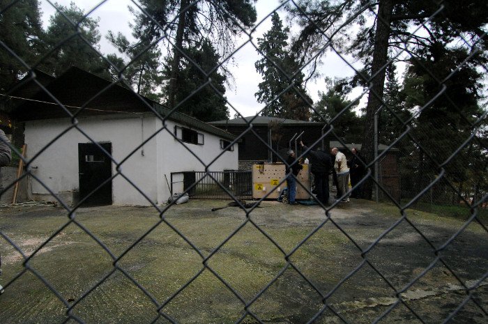 Πρωτόγνωρες εικόνες -Η τεράστια επιχείρηση μεταφοράς του καταθλιπτικού τίγρη Φοίβου των Τρικάλων στις ΗΠΑ για νοσηλεία [εικόνες] | iefimerida.gr 19