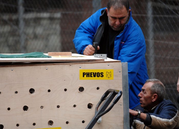 Πρωτόγνωρες εικόνες -Η τεράστια επιχείρηση μεταφοράς του καταθλιπτικού τίγρη Φοίβου των Τρικάλων στις ΗΠΑ για νοσηλεία [εικόνες] | iefimerida.gr 7