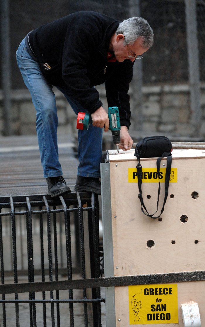 Πρωτόγνωρες εικόνες -Η τεράστια επιχείρηση μεταφοράς του καταθλιπτικού τίγρη Φοίβου των Τρικάλων στις ΗΠΑ για νοσηλεία [εικόνες] | iefimerida.gr 8