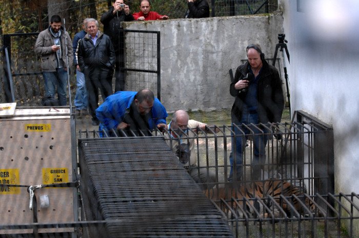 Πρωτόγνωρες εικόνες -Η τεράστια επιχείρηση μεταφοράς του καταθλιπτικού τίγρη Φοίβου των Τρικάλων στις ΗΠΑ για νοσηλεία [εικόνες] | iefimerida.gr 1
