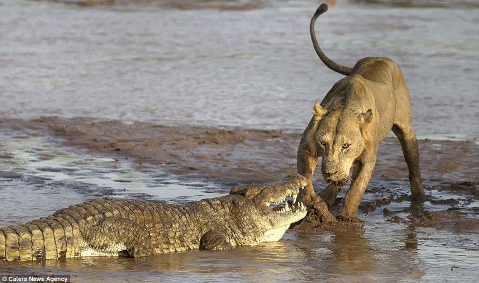 Κόβει την ανάσα: Μάχη λιονταριών - κροκόδειλου για ένα κουφάρι ελέφαντα [εικόνες] | iefimerida.gr 4