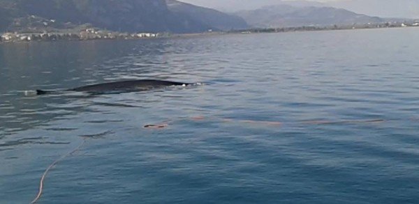 Φάλαινα έκοβε βόλτες στα Καμένα Βούρλα [εικόνα & βίντεο] | iefimerida.gr 0