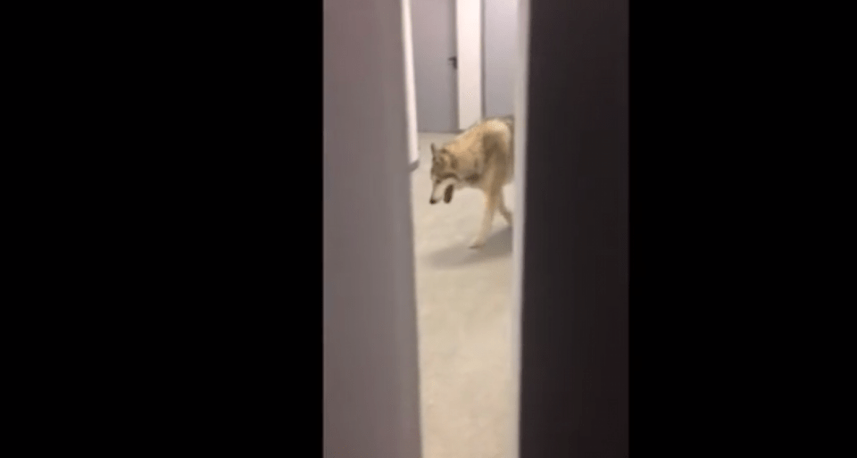 Οι μεγαλύτερες απάτες του ίντερνετ -Ειδήσεις που ξεγέλασαν τους πάντες, αλλά δεν είχαν ίχνος αλήθειας [εικόνες] | iefimerida.gr 8