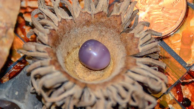 Ανοιξε να φάει το όστρακο και βρήκε ένα σπάνιο μοβ μαργαριτάρι -4,5 καρατίων και αξίας 2.400 ευρώ [εικόνες] | iefimerida.gr 1