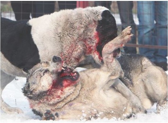 Φρίκη σε «αγώνες» σκύλων- Αιματηρές μάχες μέχρι θανάτου στην αρένα [εικόνες] | iefimerida.gr 0