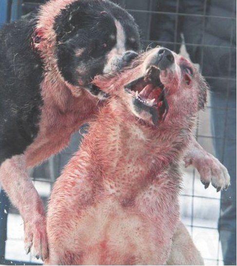 Φρίκη σε «αγώνες» σκύλων- Αιματηρές μάχες μέχρι θανάτου στην αρένα [εικόνες] | iefimerida.gr 1