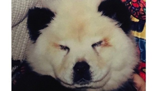 Τσίρκο-απάτη: Τα πάντα που είχαν ήταν σκύλοι -Πώς τα μεταμόρφωσαν & ξεγέλασαν [εικόνες] | iefimerida.gr 1