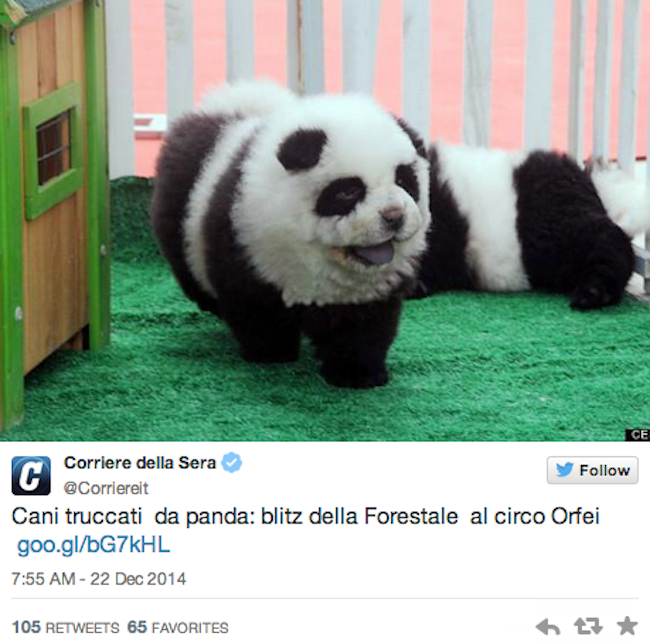 Τσίρκο-απάτη: Τα πάντα που είχαν ήταν σκύλοι -Πώς τα μεταμόρφωσαν & ξεγέλασαν [εικόνες] | iefimerida.gr 0