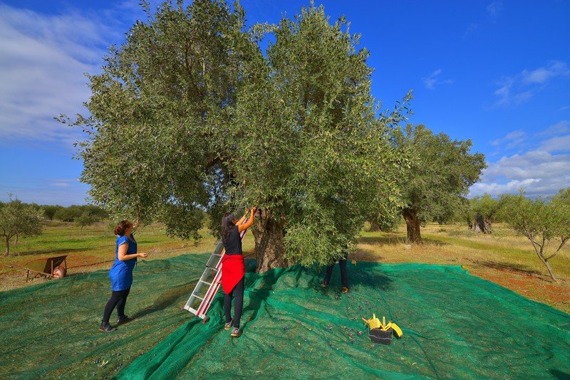 Υμνοι Γερμανών για τη Λακωνία: Εκεί είναι ο παράδεισος του αγροτουρισμού [εικόνες] | iefimerida.gr 3