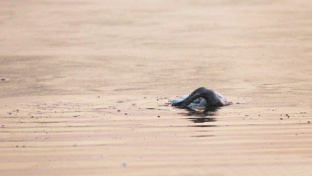 Κι όμως και τα ζώα αυτοκτονούν -Κύκνος βάζει τέλος στη ζωή του μετά το θάνατο της μητέρας του [εικόνες] | iefimerida.gr 4