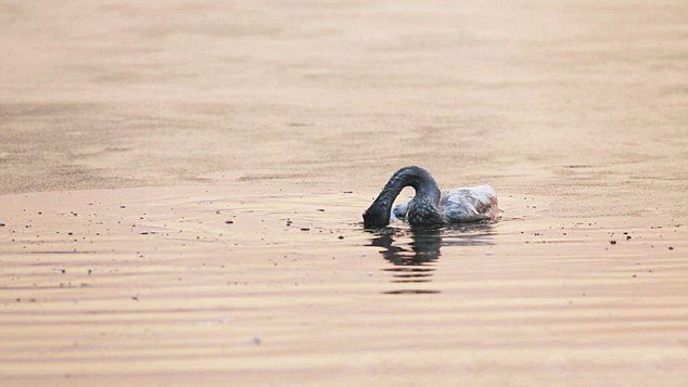 Κι όμως και τα ζώα αυτοκτονούν -Κύκνος βάζει τέλος στη ζωή του μετά το θάνατο της μητέρας του [εικόνες] | iefimerida.gr 3