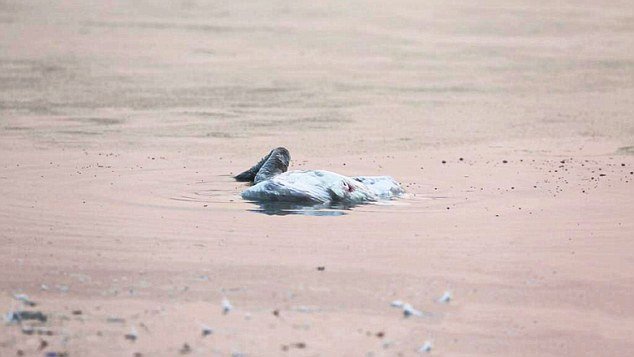 Κι όμως και τα ζώα αυτοκτονούν -Κύκνος βάζει τέλος στη ζωή του μετά το θάνατο της μητέρας του [εικόνες] | iefimerida.gr 7