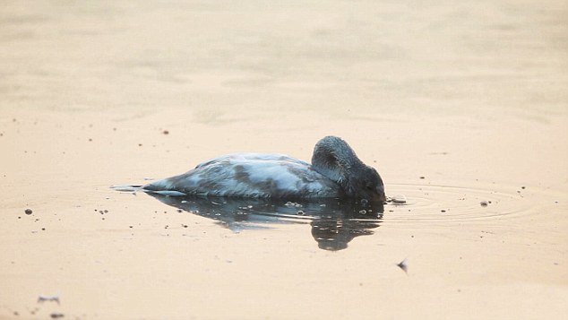 Κι όμως και τα ζώα αυτοκτονούν -Κύκνος βάζει τέλος στη ζωή του μετά το θάνατο της μητέρας του [εικόνες] | iefimerida.gr 1