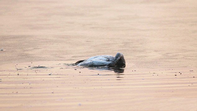 Κι όμως και τα ζώα αυτοκτονούν -Κύκνος βάζει τέλος στη ζωή του μετά το θάνατο της μητέρας του [εικόνες] | iefimerida.gr 6