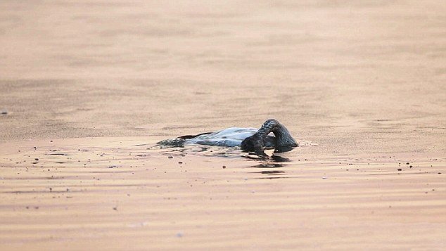 Κι όμως και τα ζώα αυτοκτονούν -Κύκνος βάζει τέλος στη ζωή του μετά το θάνατο της μητέρας του [εικόνες] | iefimerida.gr 5
