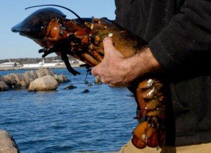 Τα υπεραιωνόβια ζώα του πλανήτη που ξεχνά ο χρόνος [εικόνες]  | iefimerida.gr 2