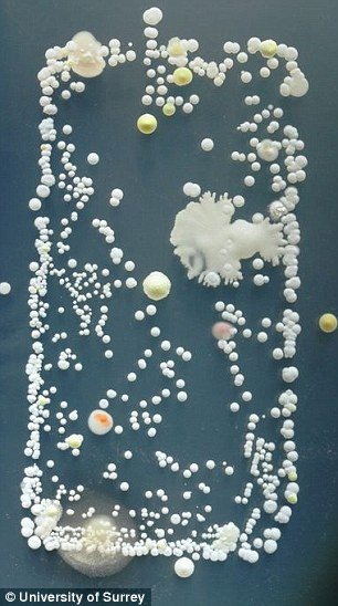 Τα κινητά είναι πιο βρώμικα και από την τουαλέτα -Τα τηλέφωνα στο μικροσκόπιο προκαλούν... αηδία [εικόνες] | iefimerida.gr 1