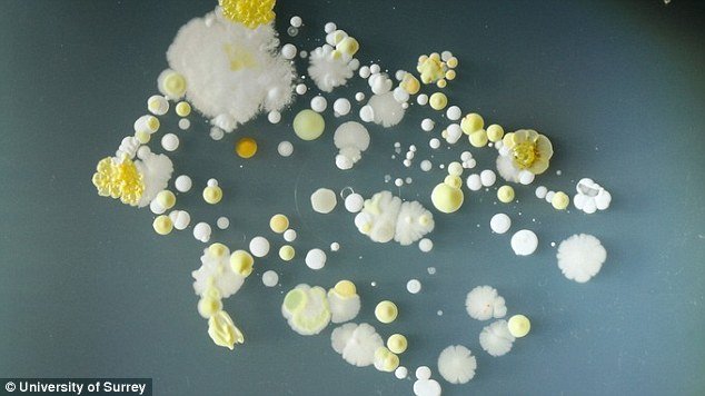 Τα κινητά είναι πιο βρώμικα και από την τουαλέτα -Τα τηλέφωνα στο μικροσκόπιο προκαλούν... αηδία [εικόνες] | iefimerida.gr 3