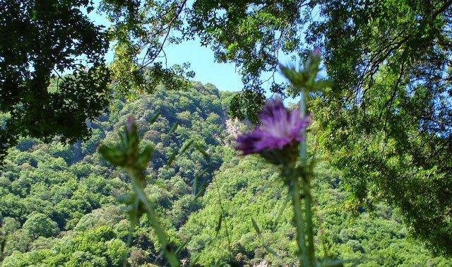 O πρώην βουλευτής της ΝΔ που έγινε βοσκός με 1.000 πρόβατα -Πήζει γιαούρτι και φτιάχνει φέτα [εικόνες] | iefimerida.gr 6