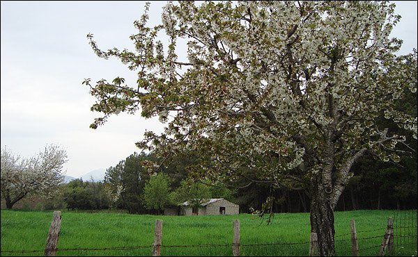 O πρώην βουλευτής της ΝΔ που έγινε βοσκός με 1.000 πρόβατα -Πήζει γιαούρτι και φτιάχνει φέτα [εικόνες] | iefimerida.gr 1